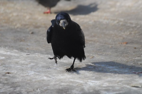 грач обыкновенный