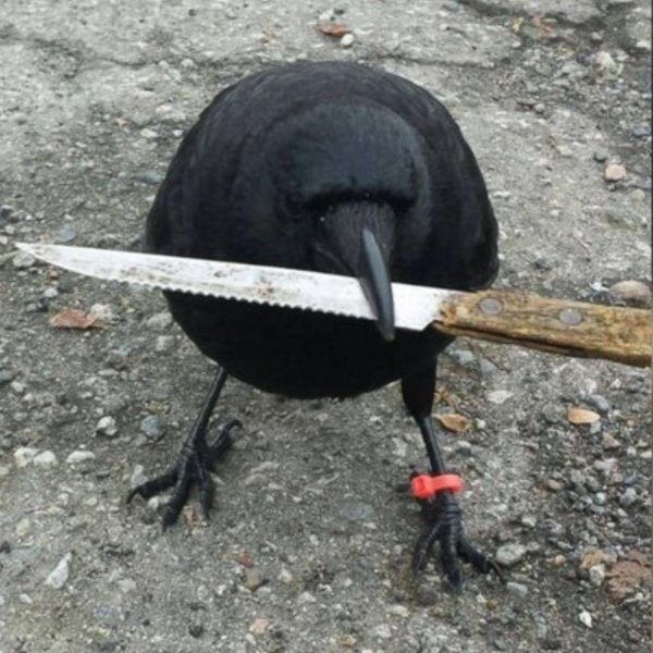 crow with knife