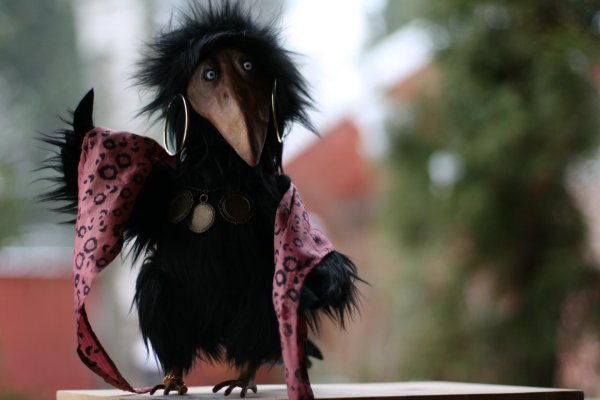 лохматая ворона