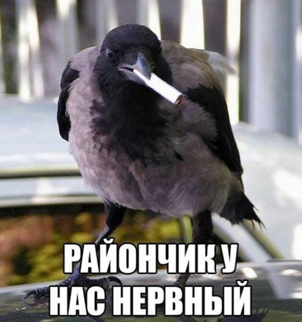 птица с сигаретой