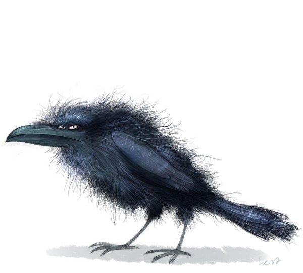 смешные вороны