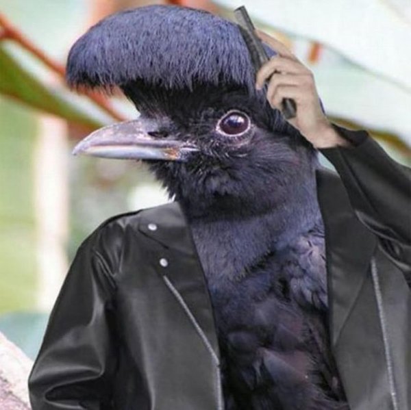 umbrella bird