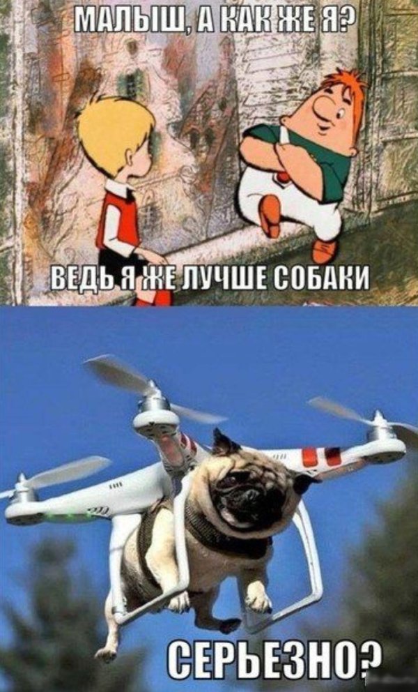 я ведь лучше собаки