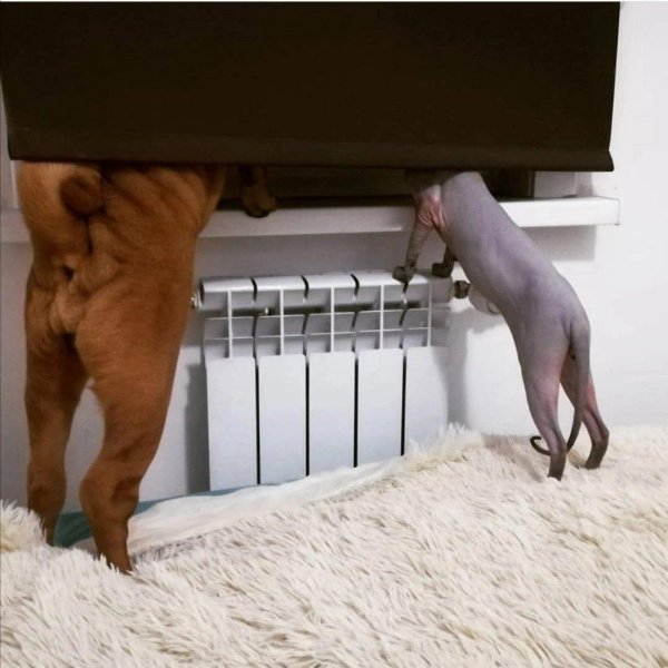 сфинкс на батарее