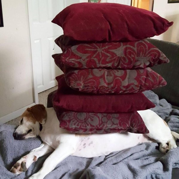 смешная фотография