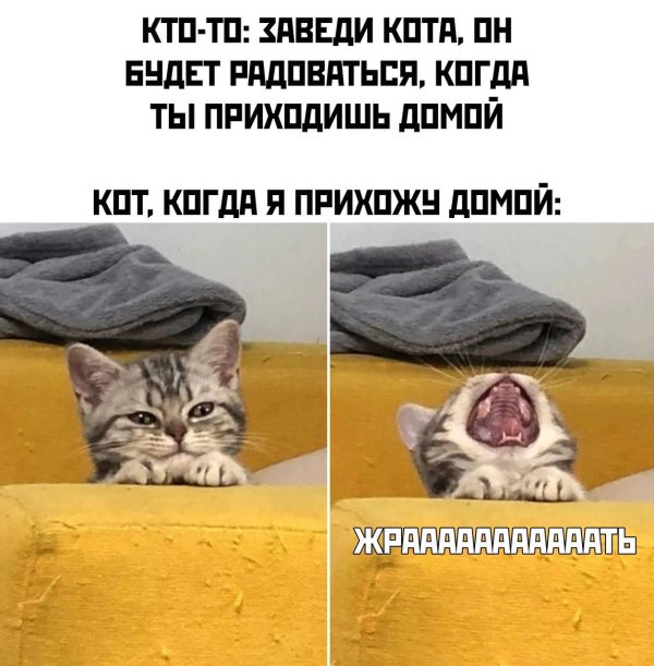 шутки и мемы