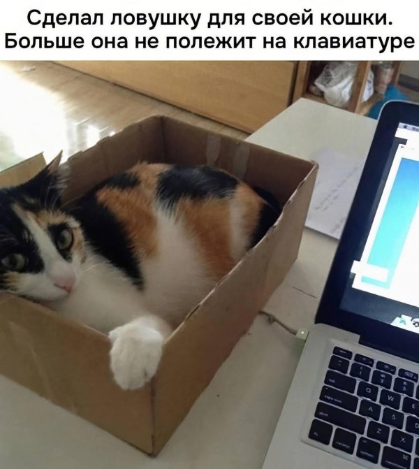 кот прикольный