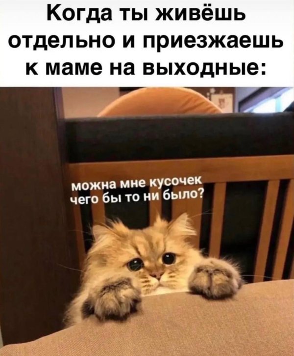 смешные картинки