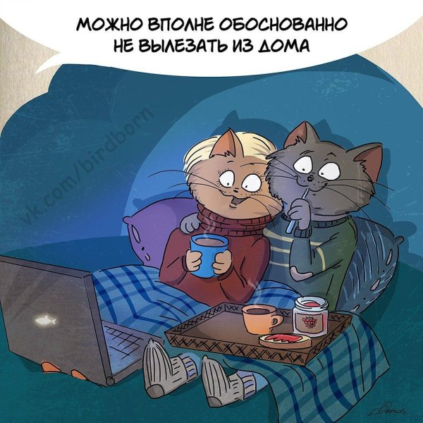 отношения котики