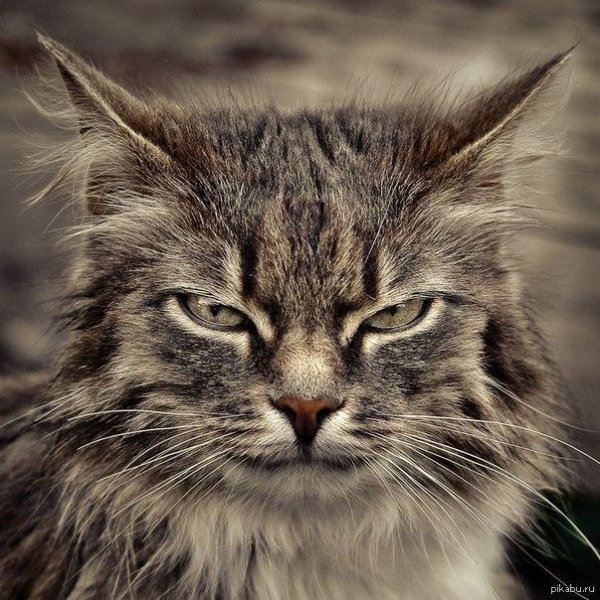 злой взгляд кота