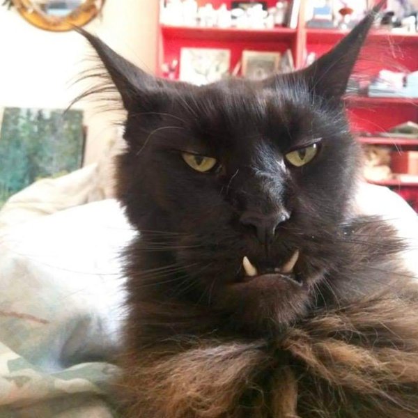 злой мейн кун