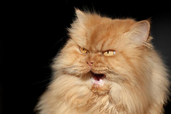 персидская кошка