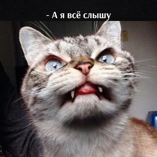 кошка вампир