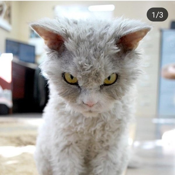 селкирк рекс