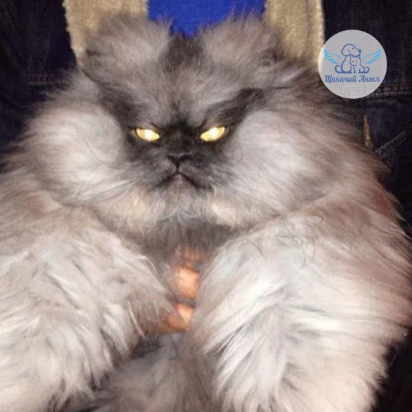 персидская шиншилла вилфред