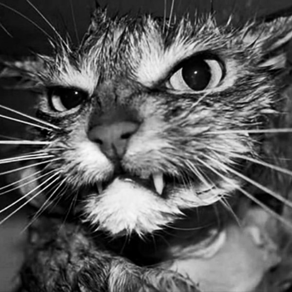 мокрая кошка