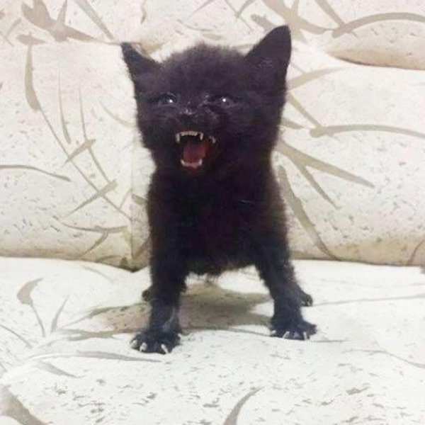 котенок злой