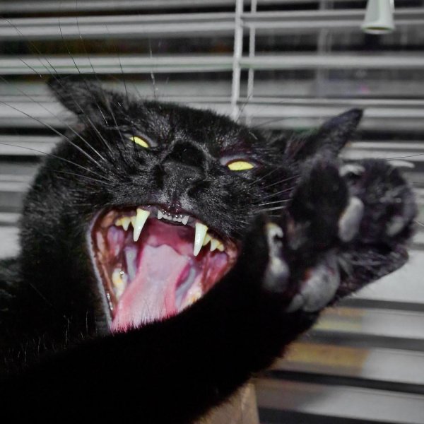 злые кошки