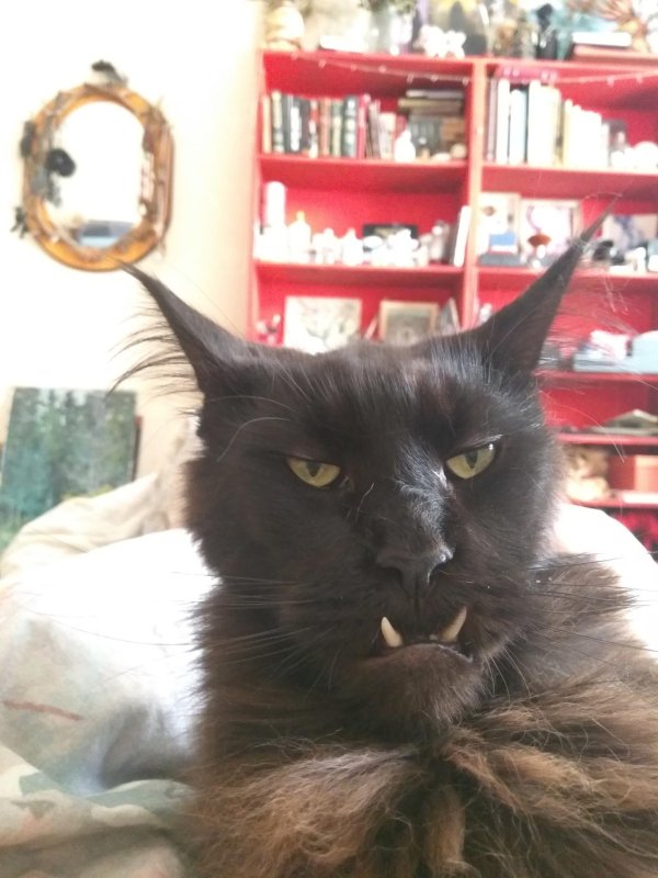 злой мейн кун