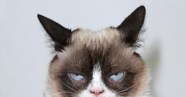 real grumpy cat