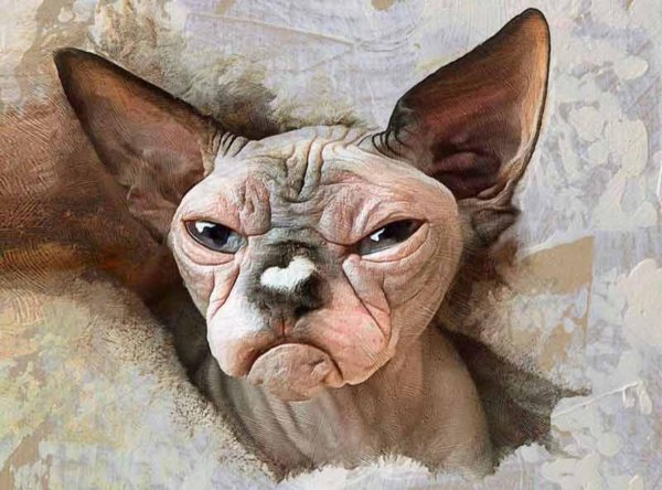 сфинкс морда