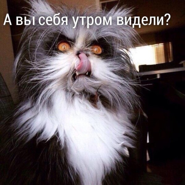 лохматая кошка