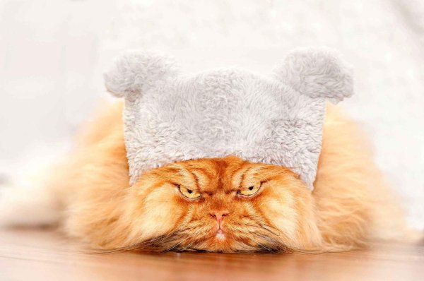 рыжий кот в шапке