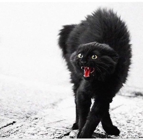 чëрная кошка