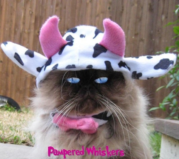 котик в костюме