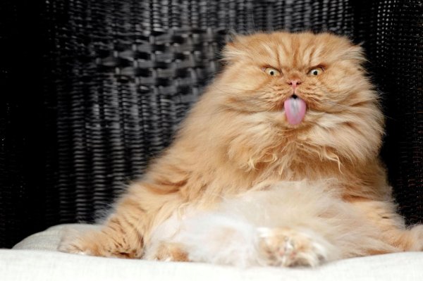 персидская кошка