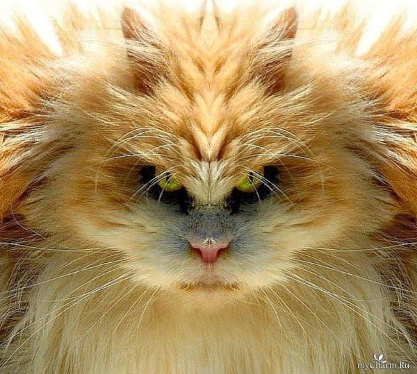 коты злые