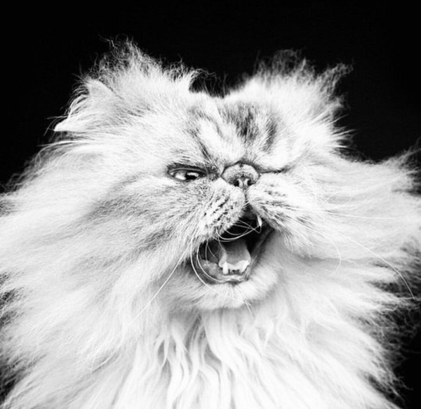 персидская кошка