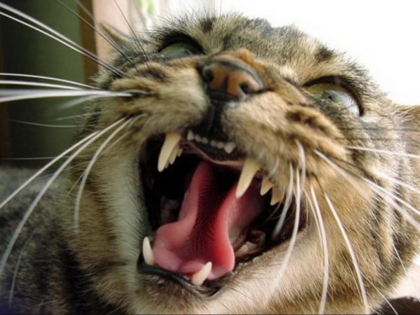 кошачий оскал