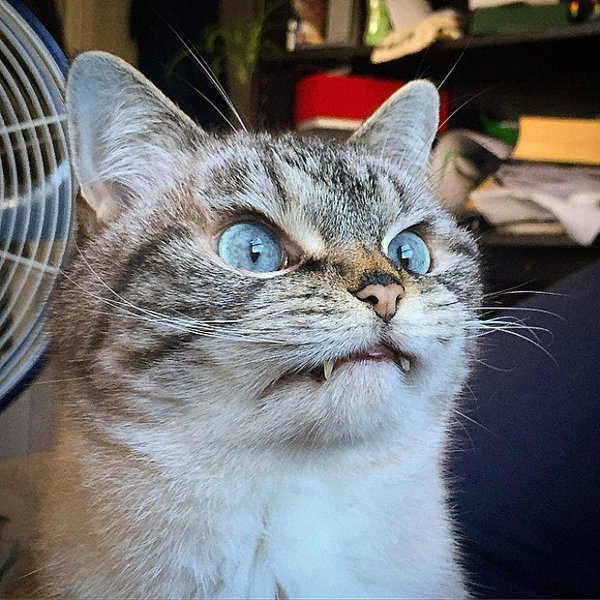 кошка вампир