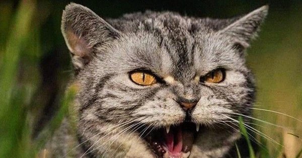 кошка злая