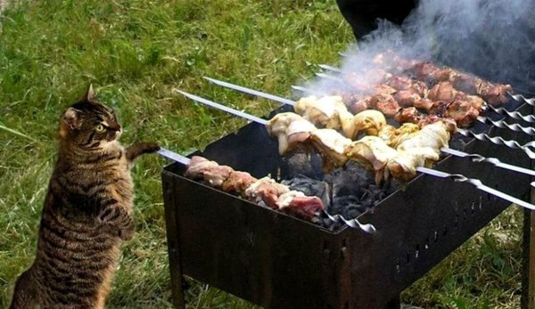 шашлыки прикол