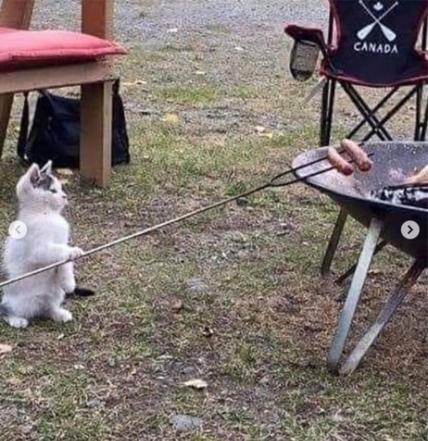 коты и шашлыки