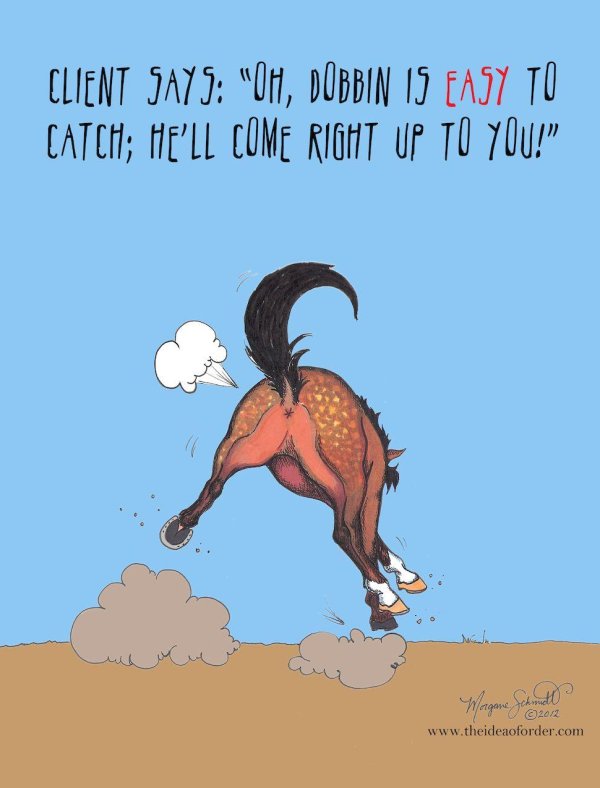 funny horse