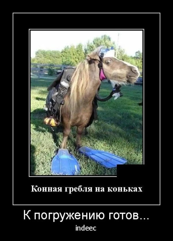 конь смешной