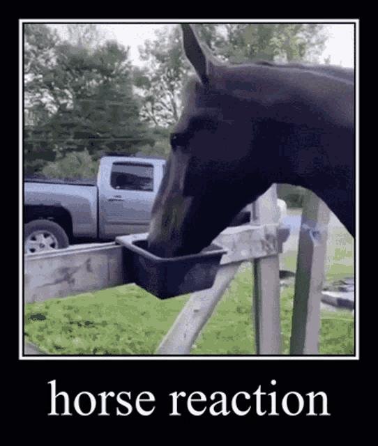 how hungry horse