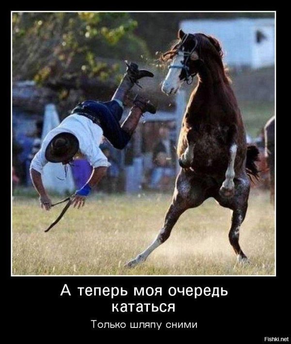 лошади смешные