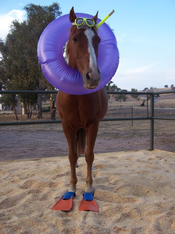 funny horse