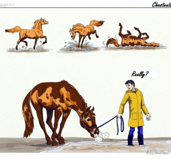 рисунки лошадки