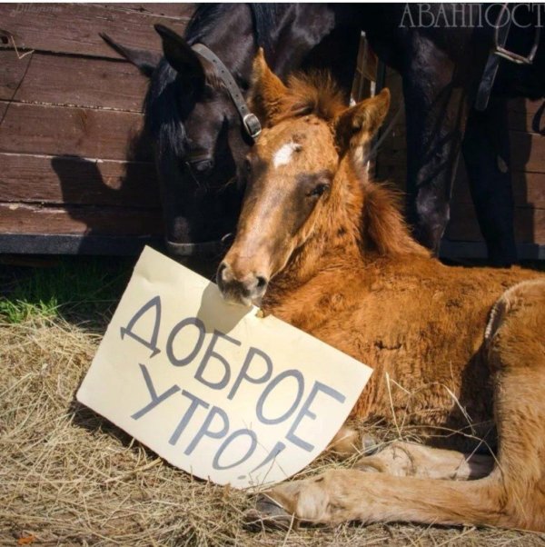 доброе утро с лошадками