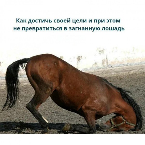 кони лошади