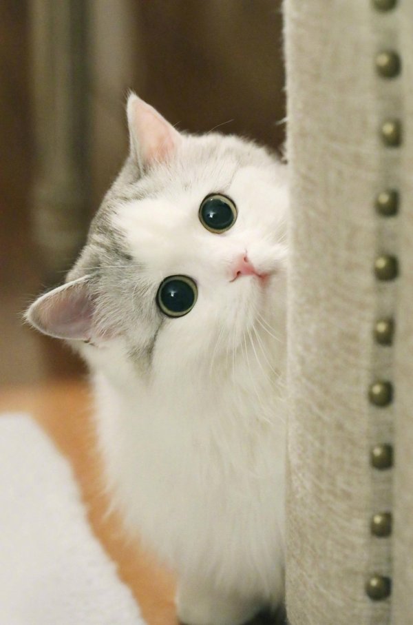 милый кот