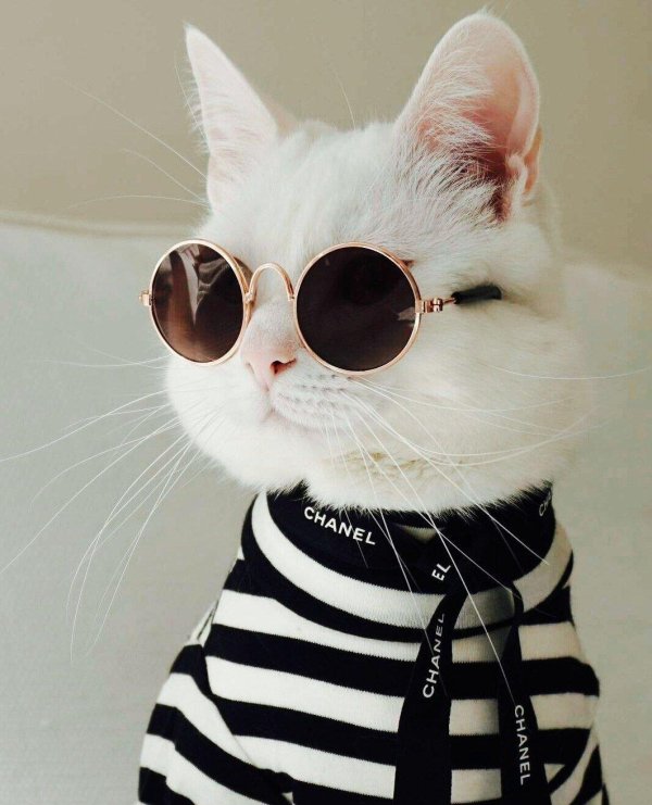 коты крутые