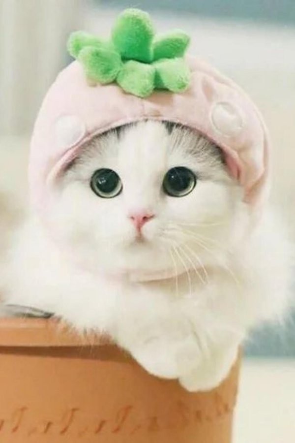 милые котенок