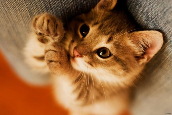 котики милые