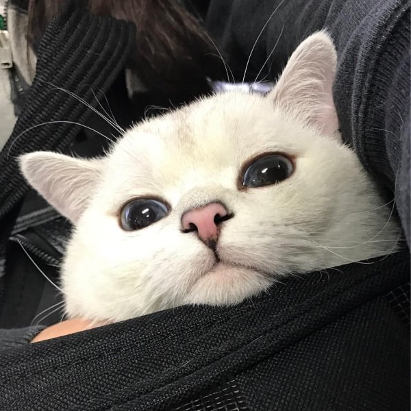 кошка с большими глазами